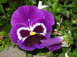 Viola